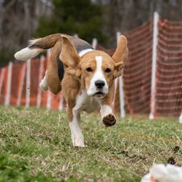 Jamey - Beagle