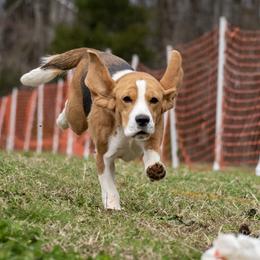 Jamey - Beagle