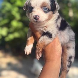Aspen - Blue merle male Toy Australian Shepherd puppy in Greensboro, North Carolina from Rambling L Toy& Mini Aussies