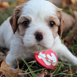 Boy 2 - Cavalier King Charles Spaniel puppy in Brookings, South Dakota from Precious Pooches Cavalier King Charles Spaniels