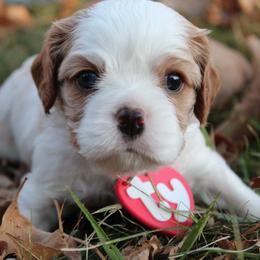 Boy 2 - Cavalier King Charles Spaniel puppy in Brookings, South Dakota from Precious Pooches Cavalier King Charles Spaniels