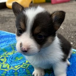 Girl 8 Black Tri - Black and white female American Corgi puppy in Scottown, Ohio from Wyndy Ridge Corgis