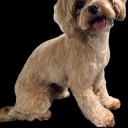 Cavapoo and Maltipoo All Grown Up from Knight Pups