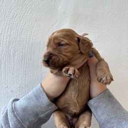 Pink - Apricot female Goldendoodle puppy in Miami, Florida from Happy Doods
