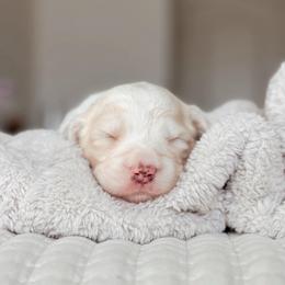 Solstice, Girl - Yellow and white female Bernedoodle puppy in Maricopa, Arizona from Desert Ridge Doodles