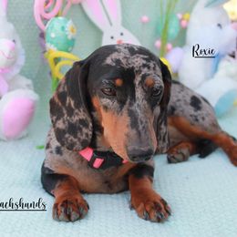 ROXIE - Dachshund