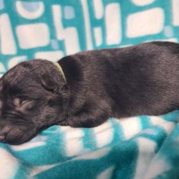 Aqua Collar Male - Black male German Shepherd puppy in Cadet, Missouri from Working Valley Shepherds