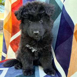 Cheyenne - Black female German Shepherd puppy in Walla Walla, Washington from Silver Knight Shepherds