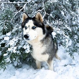 Jerzi - Siberian Husky