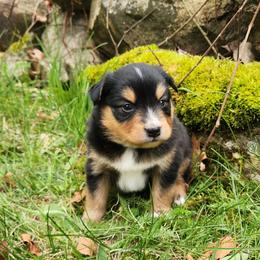 Rocky - Black tri male Miniature Australian Shepherd puppy in Sandown, New Hampshire from Ashby Lou Aussies