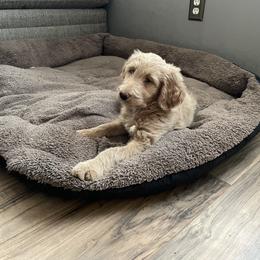 Labradoodle Puppies from CC Labradoodles