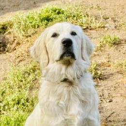 Golden Retriever All Grown Up from Celtic Pride Goldens
