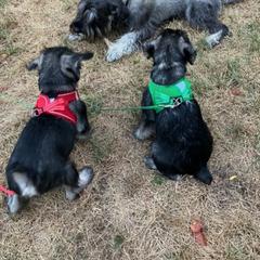 Standard Schnauzer Puppies from Songbird Standard Schnauzers