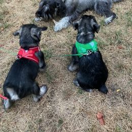 Standard Schnauzer Puppies from Songbird Standard Schnauzers