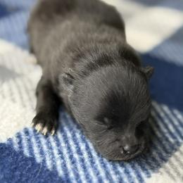CRUELLA - Black female Pomeranian puppy in Willis, Texas from Treasured Jewels Pomeranians