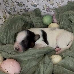 Ashley - White black and tan female Papillon puppy in Howe, Oklahoma from Southern Sweet Papillons