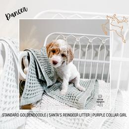 Dancer - Parti female Goldendoodle puppy in Montgomery, Texas from Dacus Doodles