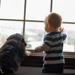 Bernese Mountain Dog and Pembroke Welsh Corgi Puppies from Highland Meadows