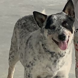 Jessi - Australian Cattle Dog