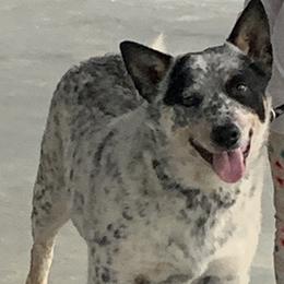 Jessi - Australian Cattle Dog
