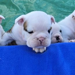 Bulldog Puppies from Chief Bulldogs
