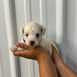 Elsie- Blue Girl - White female Miniature Schnauzer puppy in Oneonta, Alabama from Murphree Valley Kennels