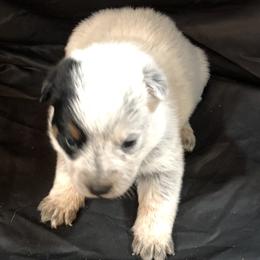 L63-02 - Blue female Australian Cattle Dog puppy in Sheridan, Oregon from 6pk Cattledogs