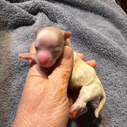 Luna - Cream female Chihuahua puppy in Seneca, Missouri from Stephanie’s Puppy Colony