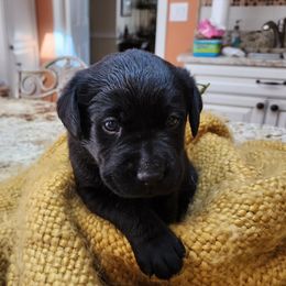 Labrador Retriever Puppies from Persimmon Hill Labrador Retrievers