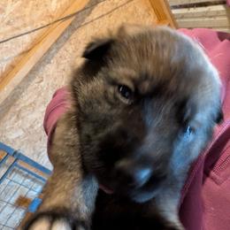 Odom's On A Prayer - Sable female German Shepherd puppy in Springtown, Texas from Odom's German Shepherds