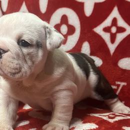 Bulldogs from Freeway Bulls