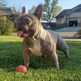 Aria - French Bulldog