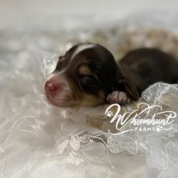 Chocolate n cream girl 1 - Chocolate and cream female Dachshund puppy in Nashville, Arkansas from Whisenhunt Farms