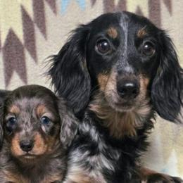 Bristol - Dachshund
