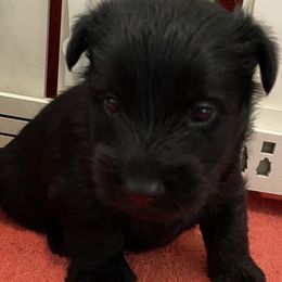 Scottish Terriers and West Highland White Terriers from Curry Hill Westies and Scotties