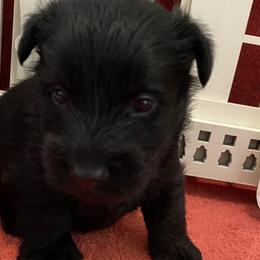 Scottish Terriers and West Highland White Terriers from Curry Hill Westies and Scotties