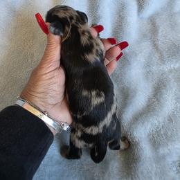 Comet - Darker Black and Cream Dapple - Dapple male Dachshund puppy in Pueblo, Colorado from HotDachs