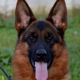 Xilla - German Shepherd