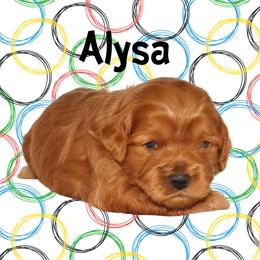 ALYSA - Red female Australian Labradoodle puppy in Austin, Texas from AussieTex Labradoodles