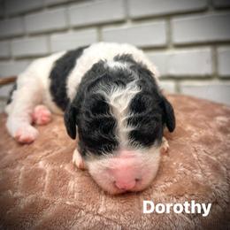 Dorothy - Parti female Poodle puppy in Athens, Georgia from Alexander’s Standard Poodles