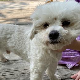 Riley - Maltese