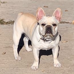 French Bulldogs from Spring's French Bulldogs