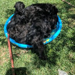 Giant Schnauzer Puppies from Riesenschnauzers von Reh Bach