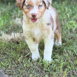 RMF - Red merle female Miniature Australian Shepherd puppy in Natural Dam, Arkansas from Natural State Aussies