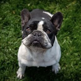 French Bulldog and Neapolitan Mastiff All Grown Up from Unique Uprisings