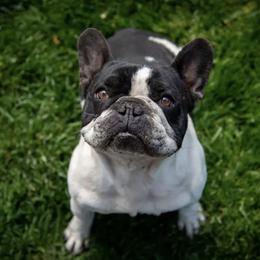 French Bulldog and Neapolitan Mastiff All Grown Up from Unique Uprisings