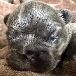 Misty - Blue fawn female French Bulldog puppy in Shakopee, Minnesota from Fishie's Frenchies