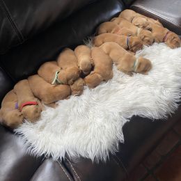 Golden Retriever Puppies from Charlottes Goldens