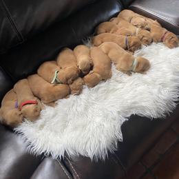 Golden Retriever Puppies from Charlottes Goldens