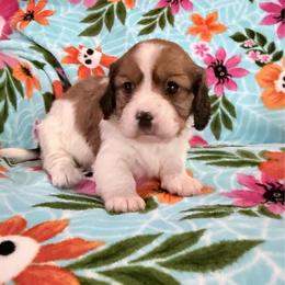 Molly - Chocolate female Cavapoo puppy in Nevada, Missouri from Backroad Fur Babies